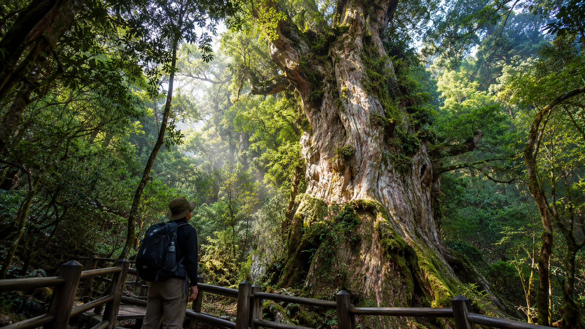 Japán legöregebb fája: a Jōmon Sugi 7200 éves rejtélye - Nipponkalandor blog post header image