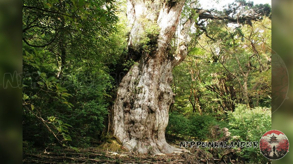 Japán legöregebb fája: a Jōmon Sugi 7200 éves rejtélye - Gallery image 1