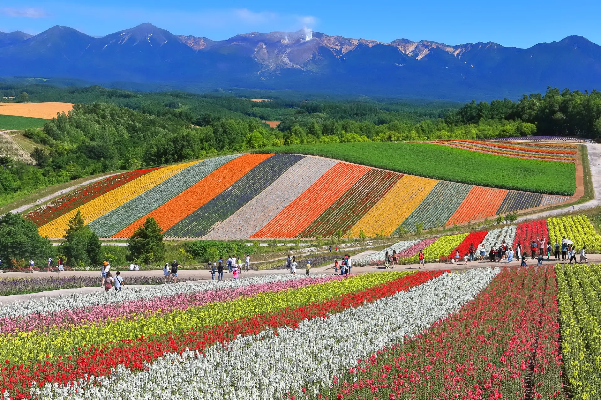 Biei patchwork tája